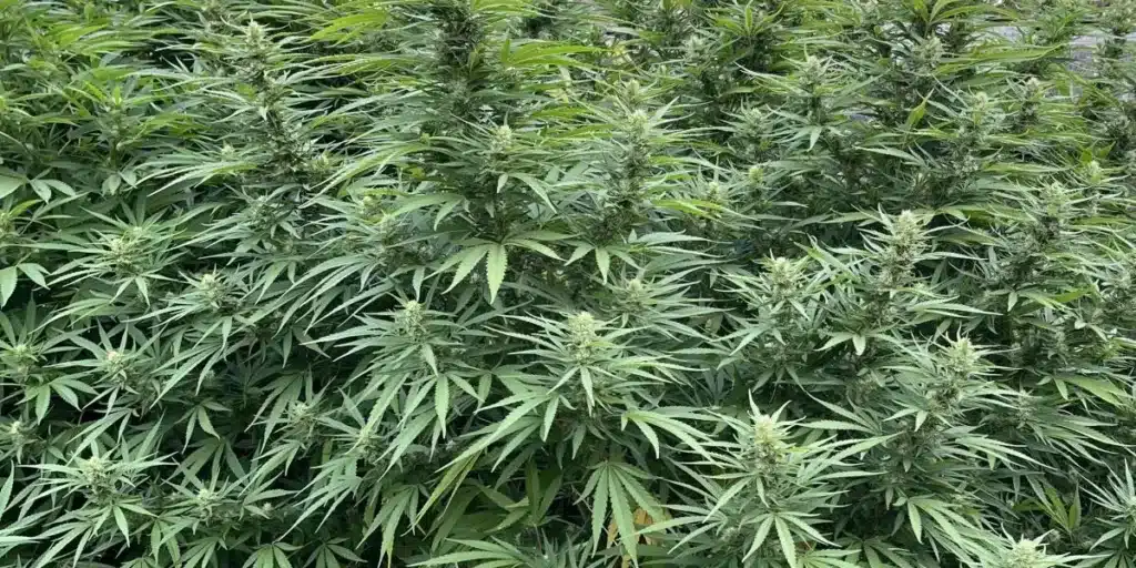 Black Sugar Weed Strain Buds