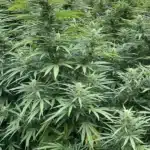 Black Sugar Weed Strain Buds