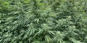 Black Sugar Weed Strain Buds