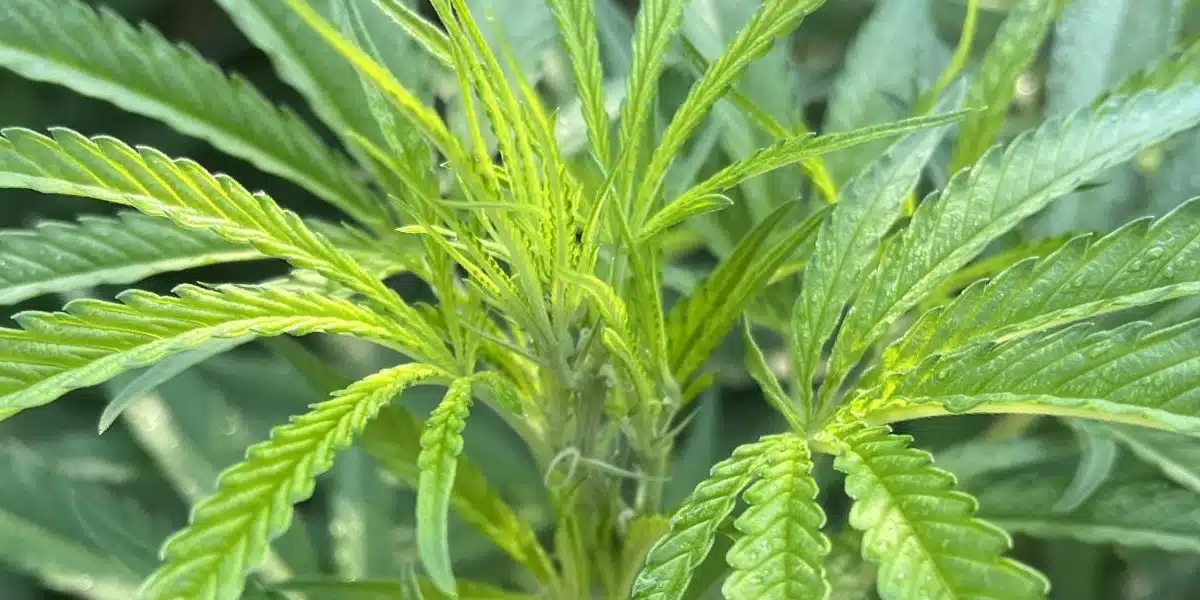 Black Sugar Weed Strain Flowering