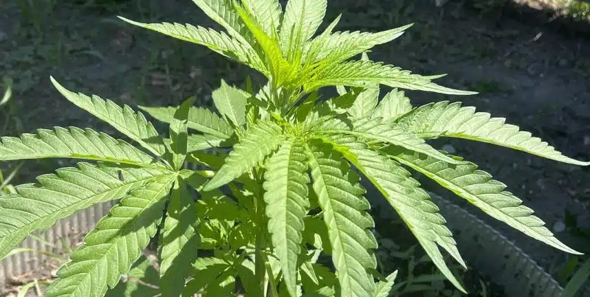 Black Sugar Weed Strain Growing