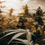 Hyper-realistic close-up of Chocolate Thai cannabis plants with dense buds, under warm indoor grow lights.