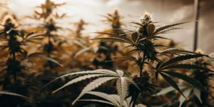 Hyper-realistic close-up of Chocolate Thai cannabis plants with dense buds, under warm indoor grow lights.