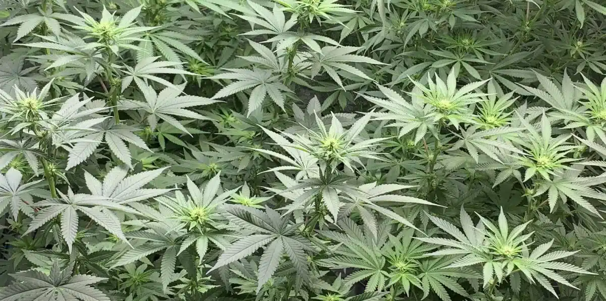 Coma Strain Seeds Flowering