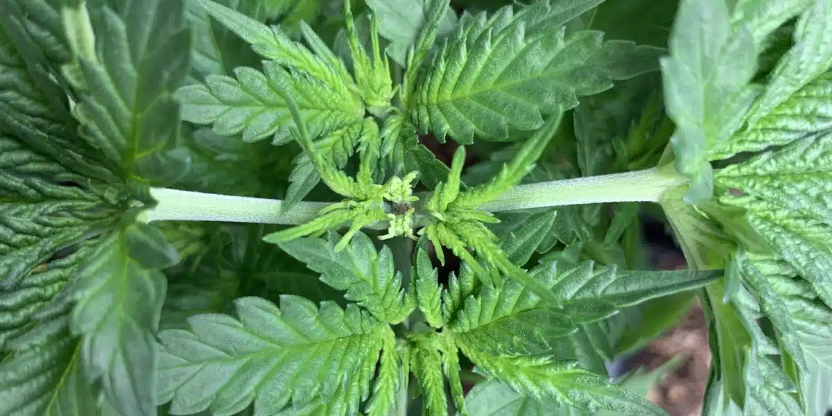 Coma Strain Seeds Seedling