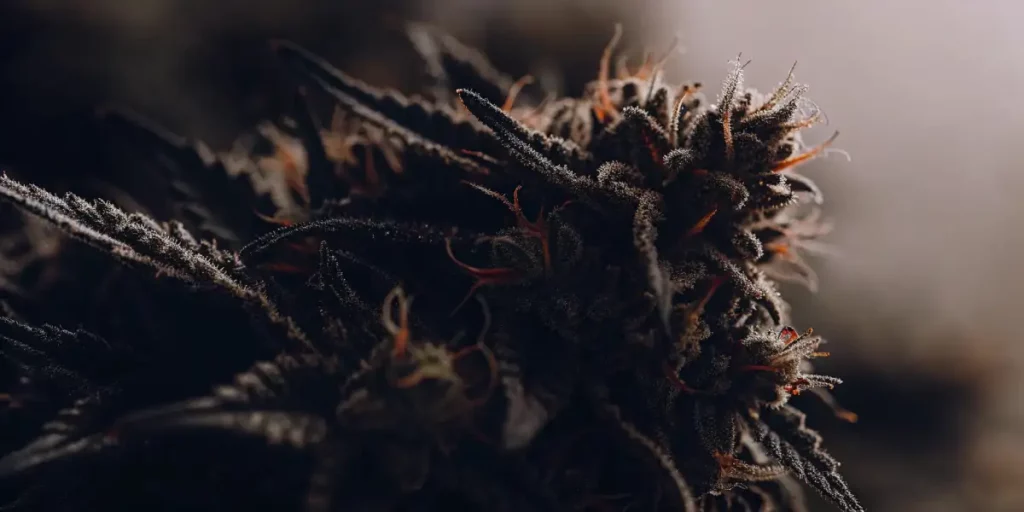 Dark cannabis buds covered in frosty trichomes with orange pistils under low-light conditions.