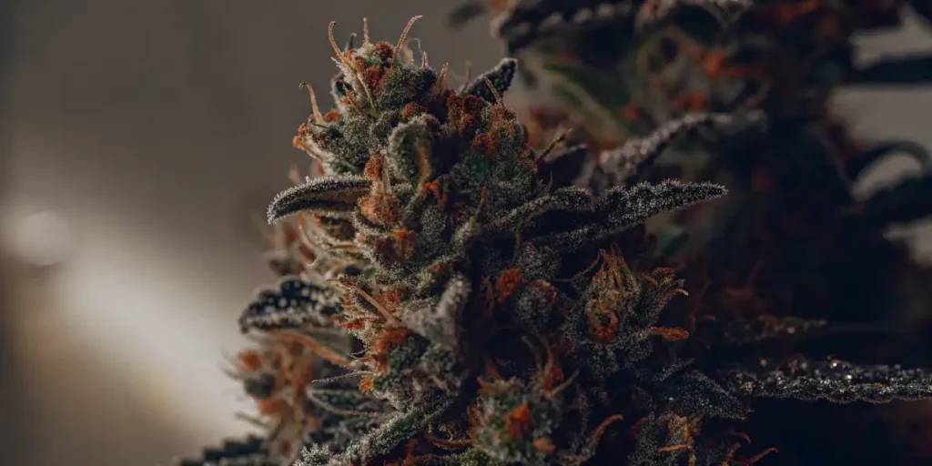 Frosted cannabis buds with vibrant orange pistils and trichomes in low-light setting.