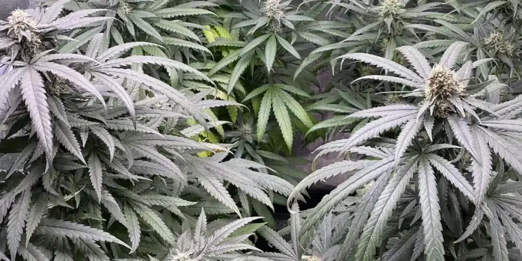 Georgia Pie Strain Buds