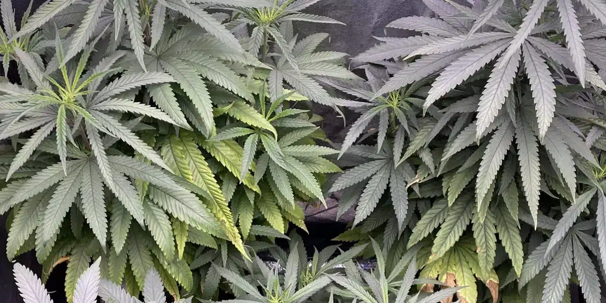 Georgia Pie Strain Flowering