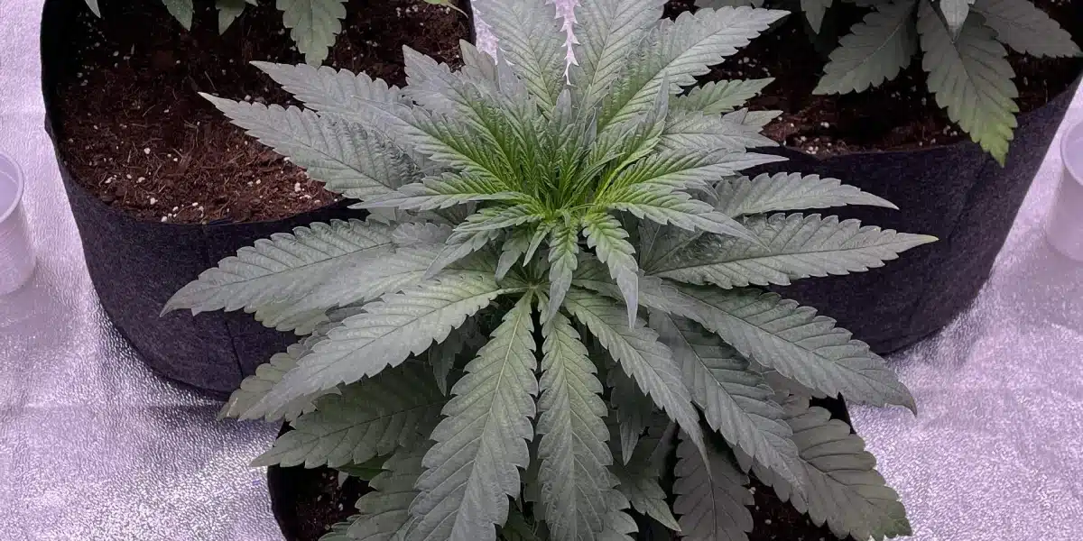 Georgia Pie Strain Seedling