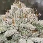 Ghost Weed Strain Buds