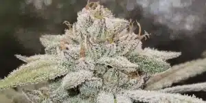 Ghost Weed Strain Buds