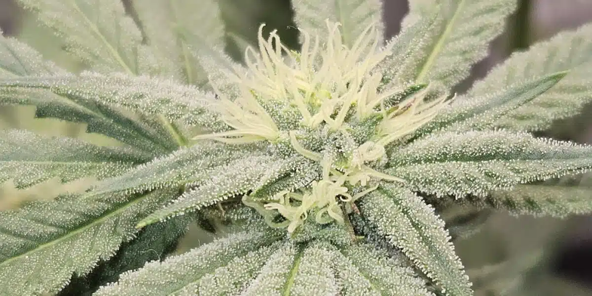 Ghost Weed Strain Flowering