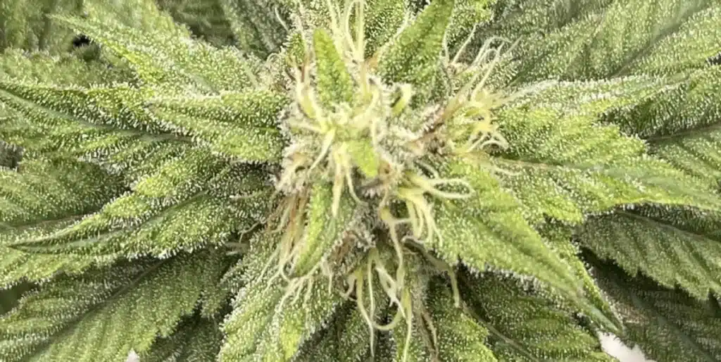 close-up of frosty green crack strain buds with dense trichomes