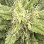 close-up of frosty green crack strain buds with dense trichomes