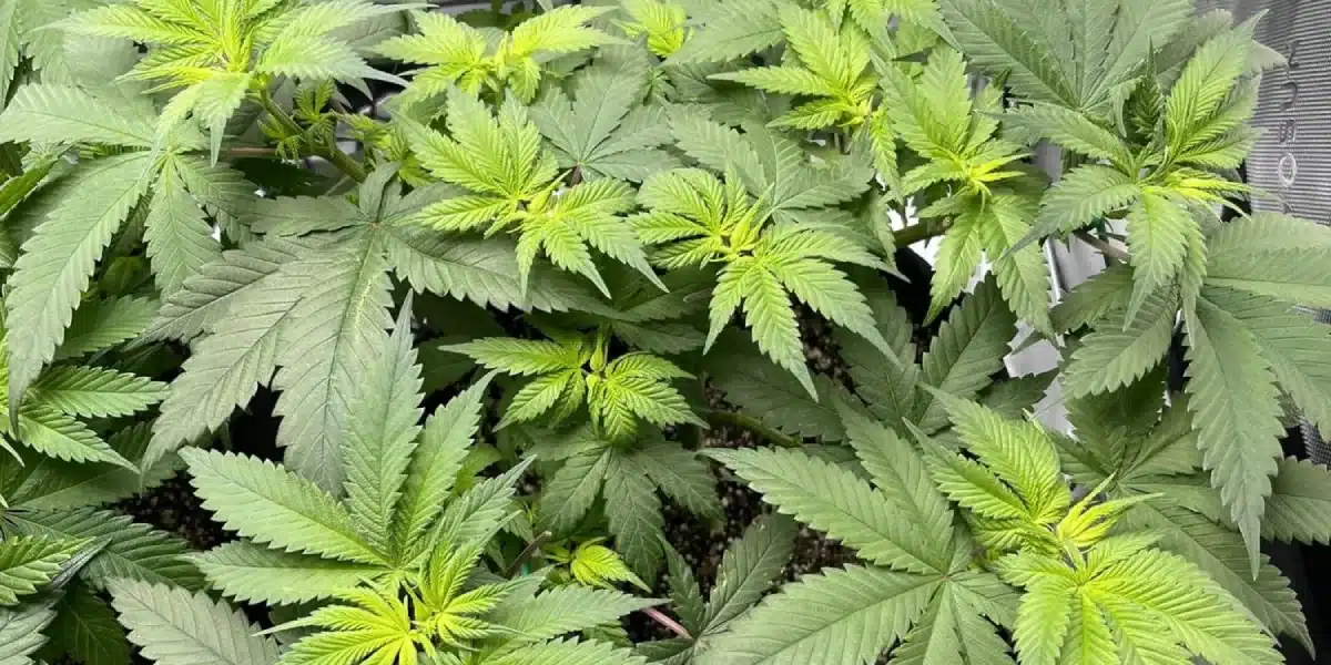 green crack cannabis plants in flowering stage with lush green leaves