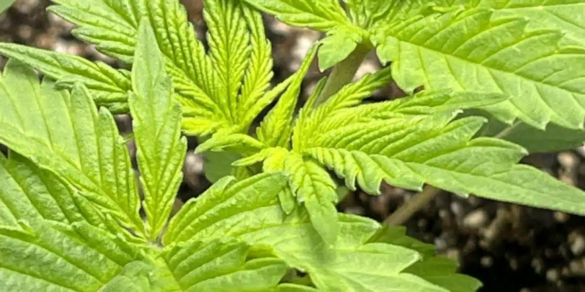close-up of green crack strain seedling with healthy new leaves