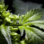 Main Causes of Hermaphroditism in Cannabis