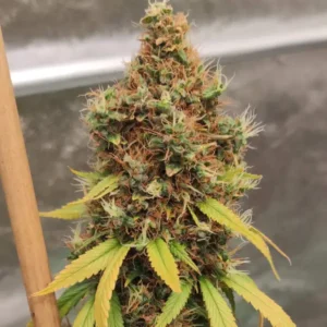 How To Grow Acapulco Gold Weed Strain
