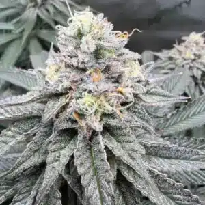 How To Grow Cereal Milk Weed