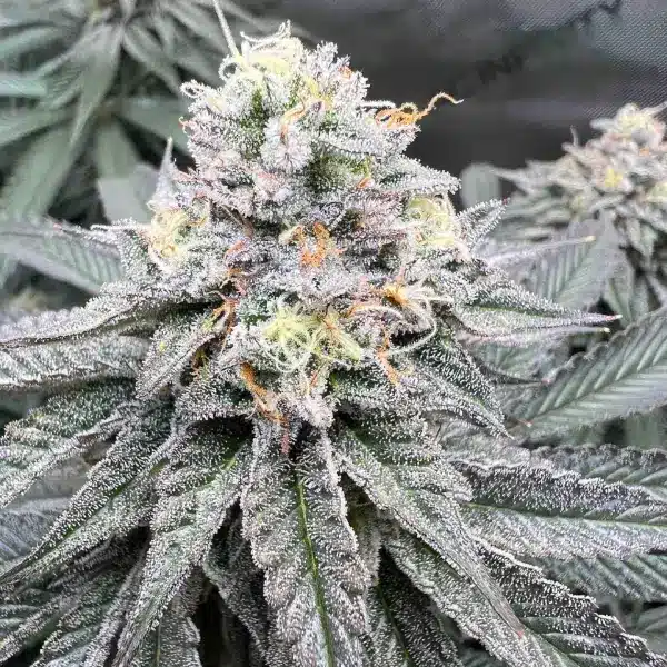 How To Grow Cereal Milk Weed