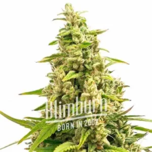 How To Grow Gorilla Glue 4 Fast Version