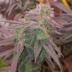 How To Grow Mac 1 Strain