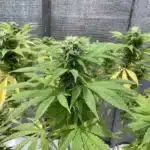 How To Grow Moby Dick Strain
