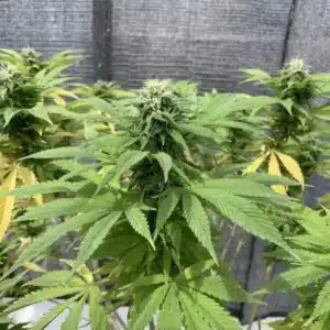 How To Grow Moby Dick Strain