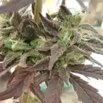 How To Grow Platinum Bubba Strain