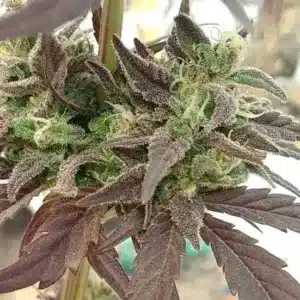 How To Grow Platinum Bubba Strain