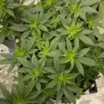 How To Grow Santa Muerte Strain