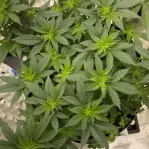 How To Grow Santa Muerte Strain