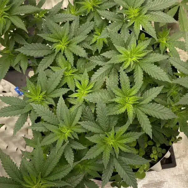 How To Grow Santa Muerte Strain