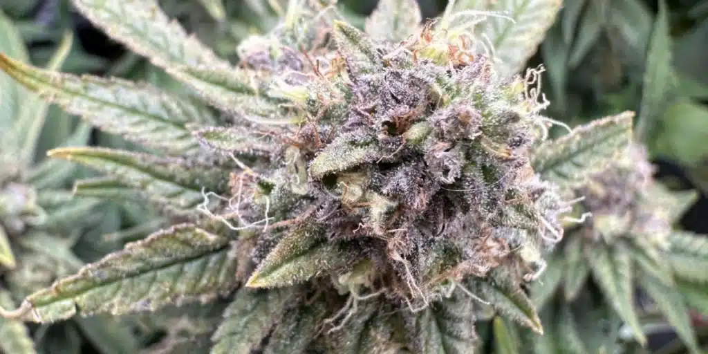 Jack Herer Strain Buds