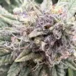 Jack Herer Strain Buds