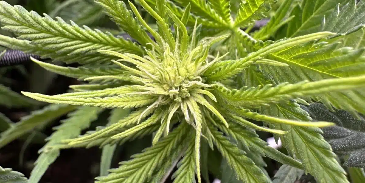 Close-up of Jack Herer cannabis plant in the flowering stage with developing buds and vibrant green leaves.