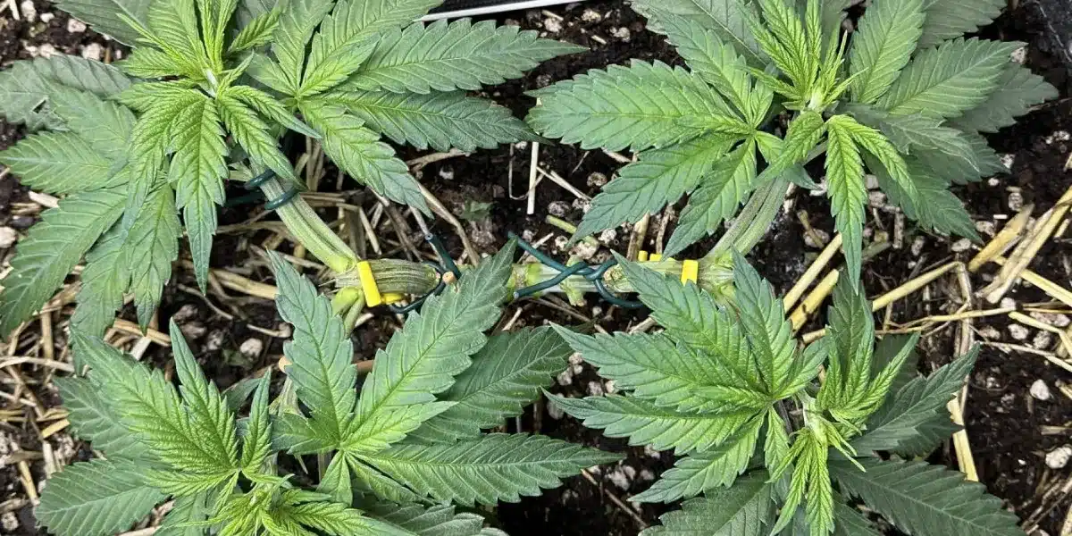 Top view of Jack Herer cannabis plants growing in soil with training techniques applied for better light exposure.