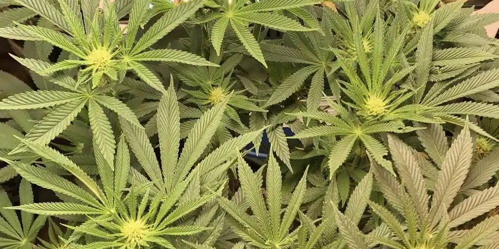 Jokerz Seeds Flowering