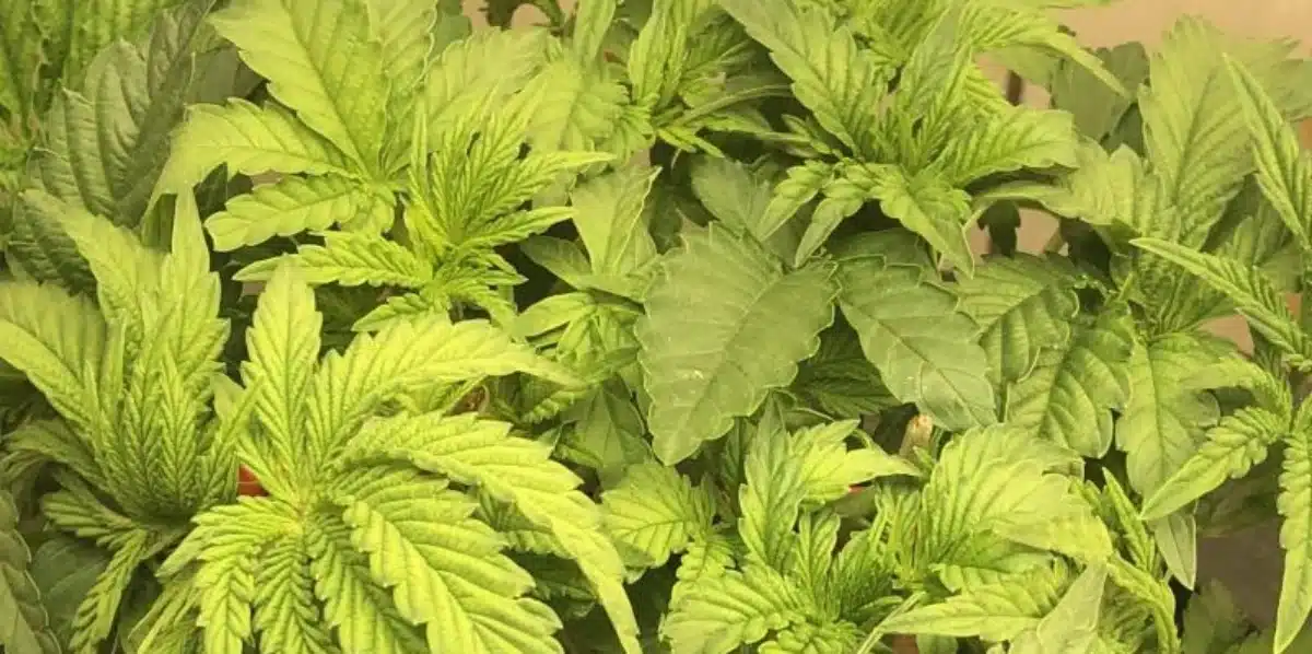 Jokerz Seeds Growing