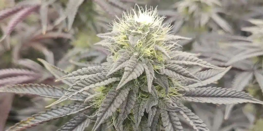 Mamba Negra Strain Buds