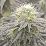 Mamba Negra Strain Buds