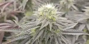 Mamba Negra Strain Buds