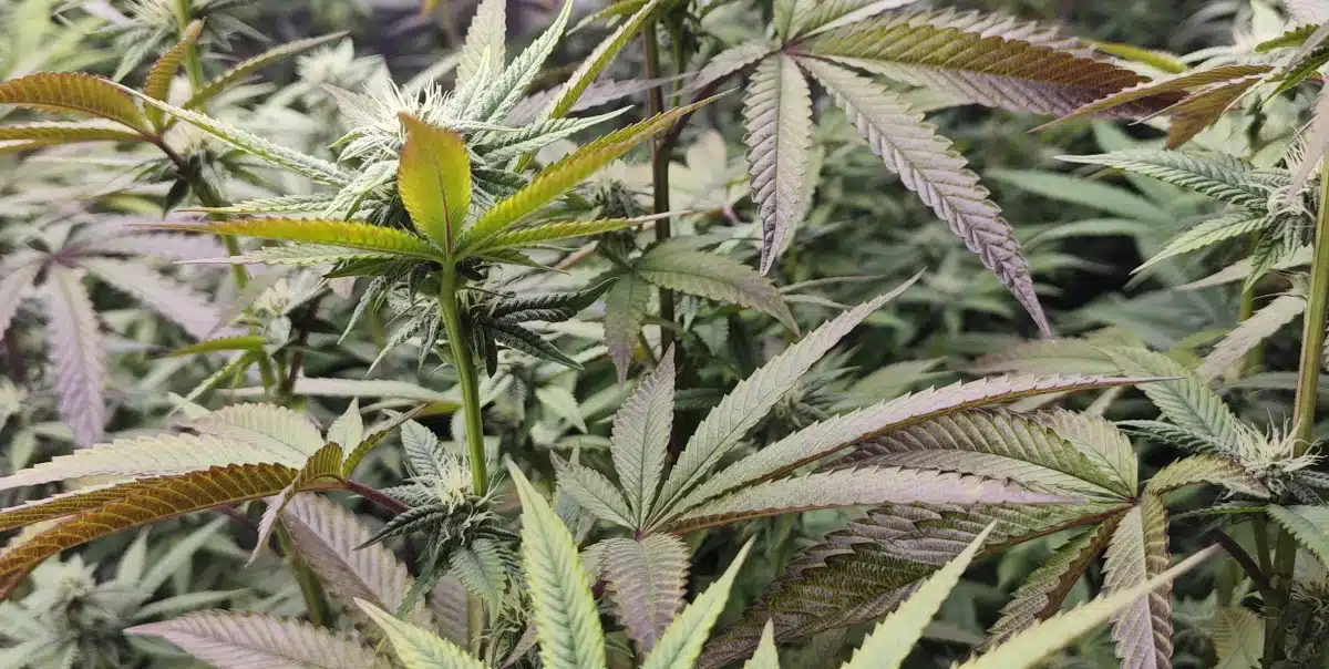 Mamba Negra Strain Flowering