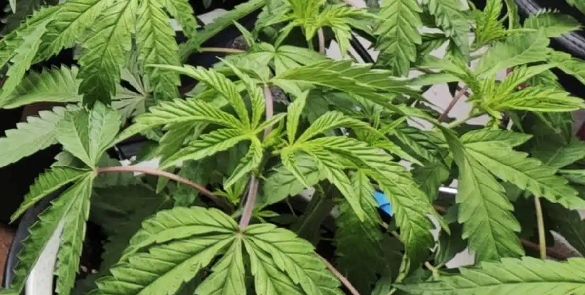 Mamba Negra Strain Growing