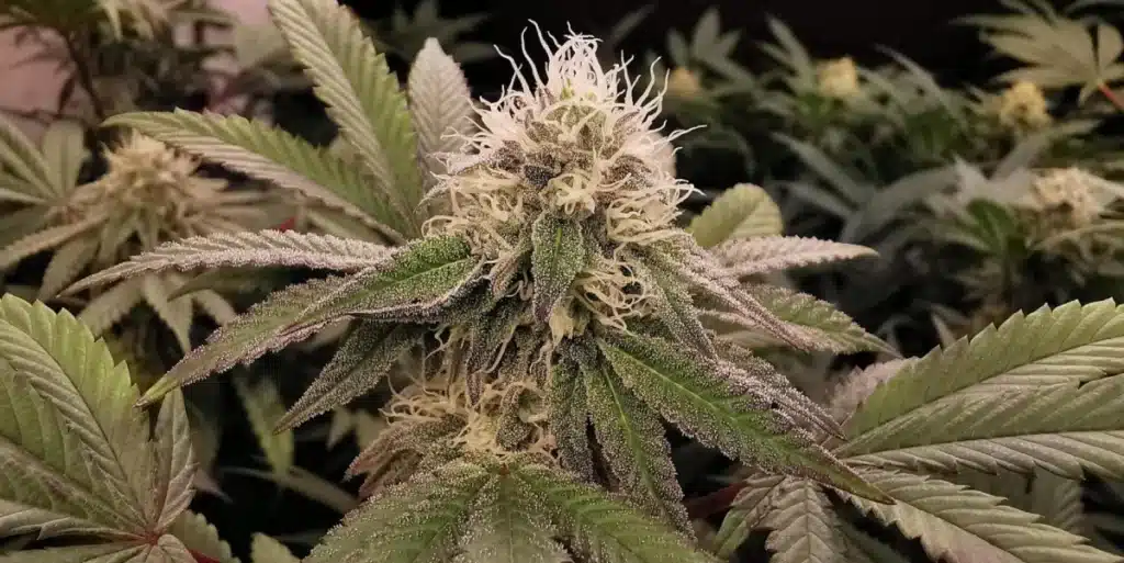 Mandarin Cookies Strain Buds