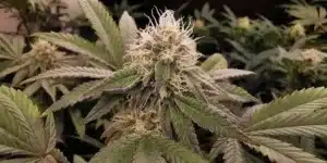 Mandarin Cookies Strain Buds