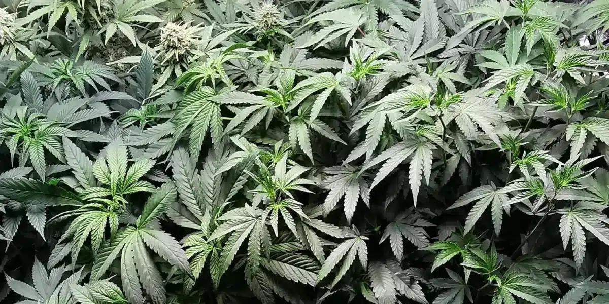 Mandarin Cookies Strain Flowering