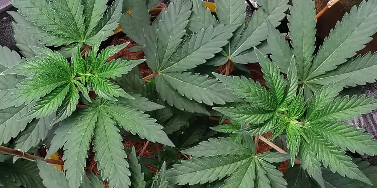 Mandarin Cookies Strain Growing