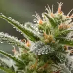 A macro image highlighting the intricate details of trichomes and buds on a Narkosis plant under magnification.